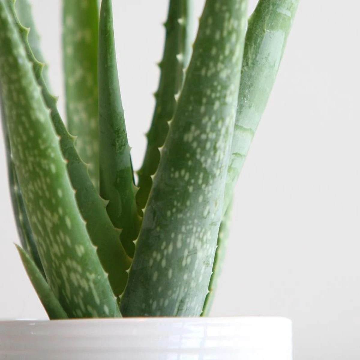 Aloe Vera Plant | Inclusief Biobased Pot | Kamerplanten | Bloompost - Afbeelding 4