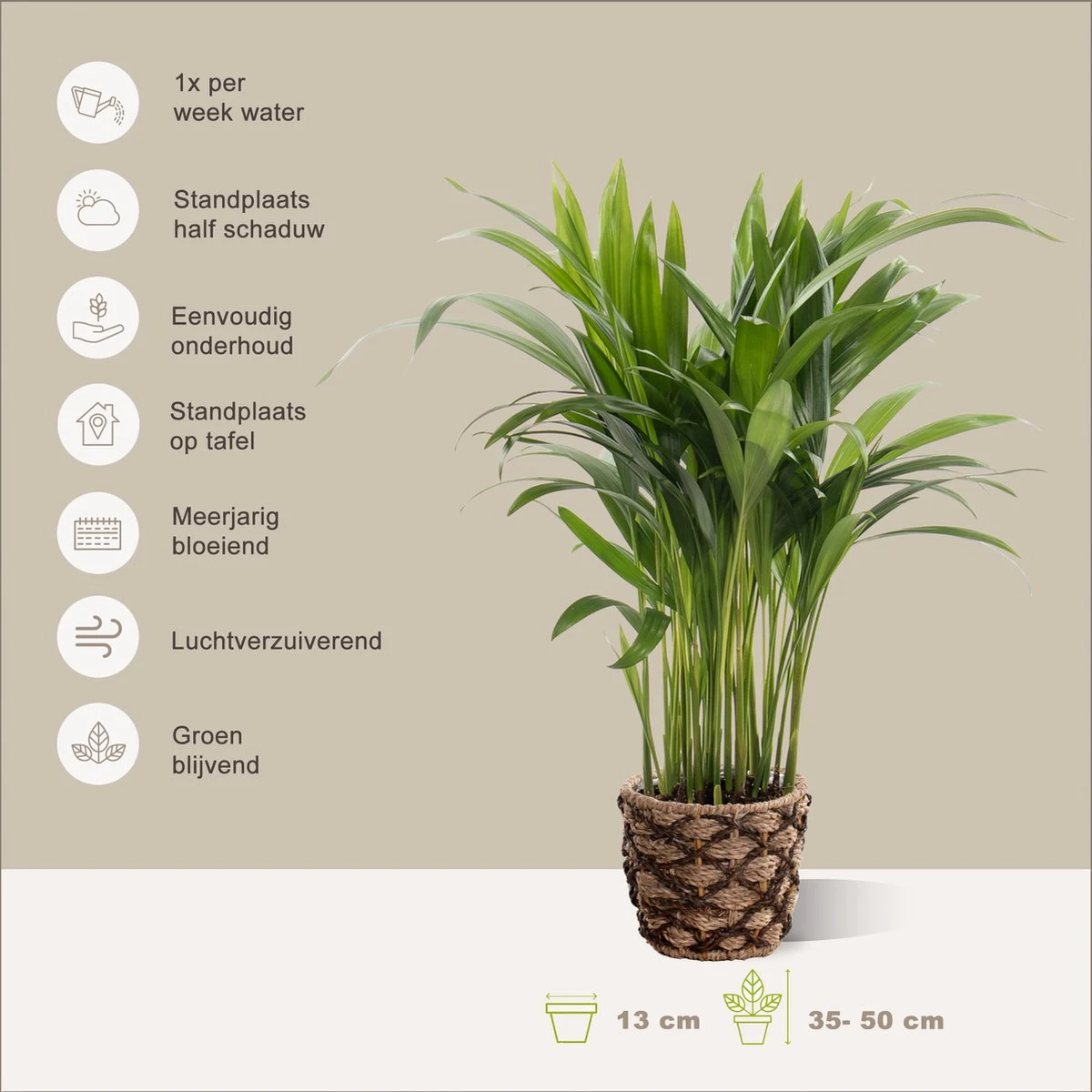 Areca In Siermand Guusje Naturel – Luchtzuiverende Kamerplant – Eenvoudig Te Onderhouden Goudpalm - ↕35-50cm - Ø13 – Geleverd Met Plantenpot – Vers Uit De Kwekerij - Afbeelding 2