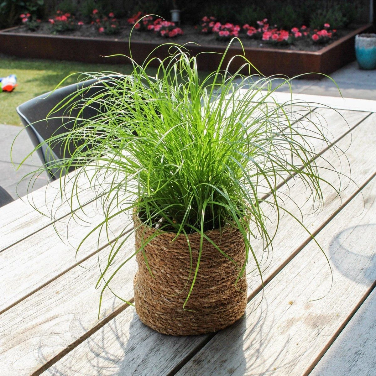 Merkloos ZynesFlora - Cyperus - Kattengras - 2 Stuks - Ø 12 Cm - Hoogte: 25-30 Cm - Kamerplant - Afbeelding 2