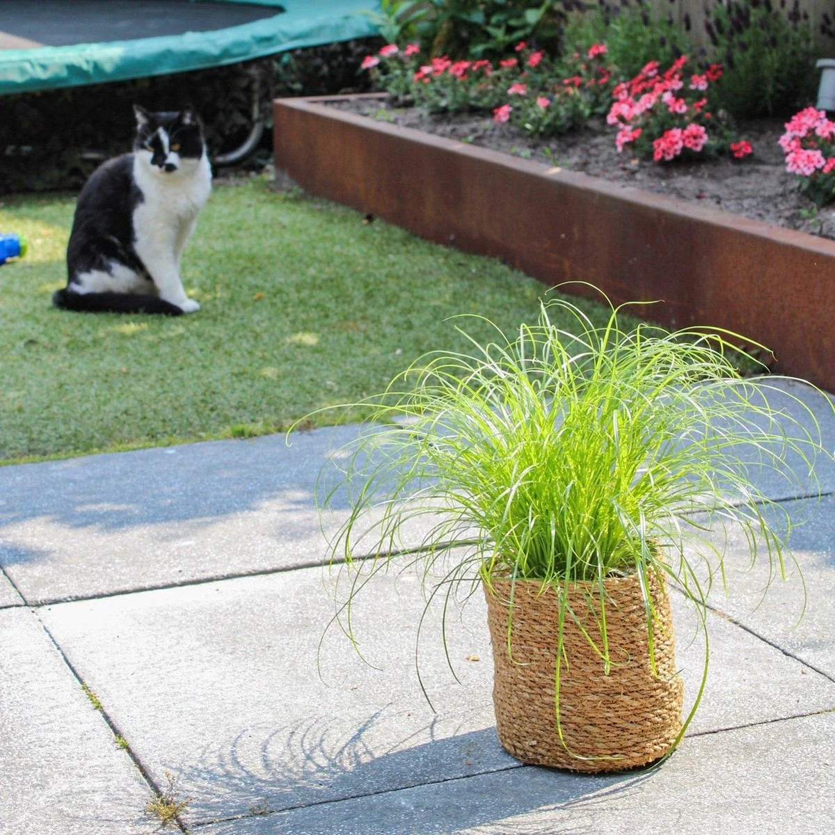 Merkloos ZynesFlora - Cyperus - Kattengras - 2 Stuks - Ø 12 Cm - Hoogte: 25-30 Cm - Kamerplant - Afbeelding 3