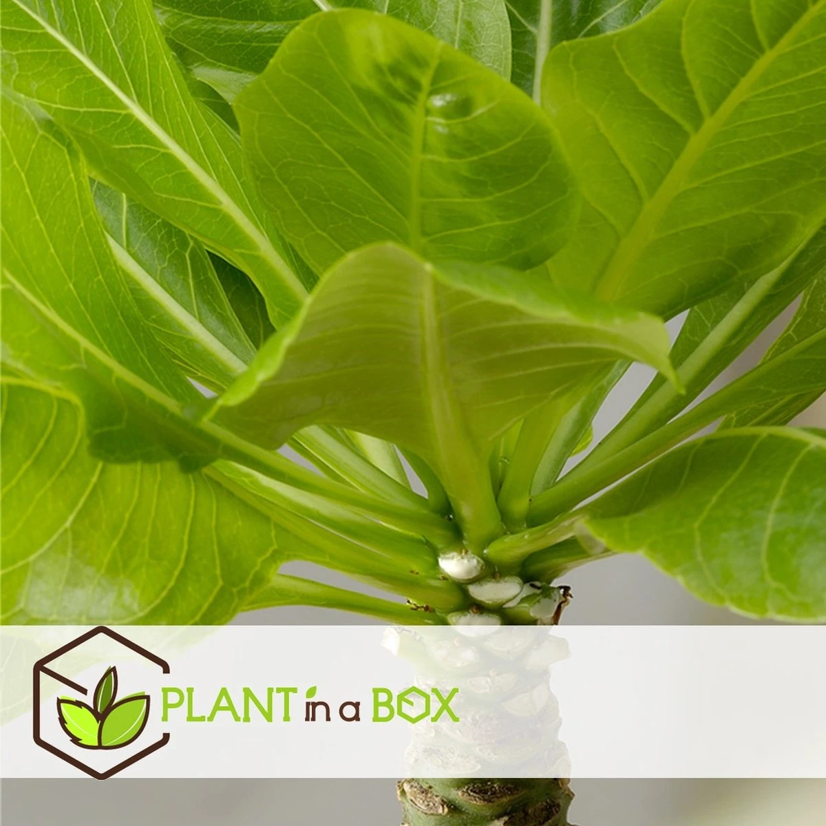 Plant In A Box - Brighamia Insignis - Set Van 2 - Exotische Kamerplant - Pot 12cm - Hoogte 30-40cm - Afbeelding 3