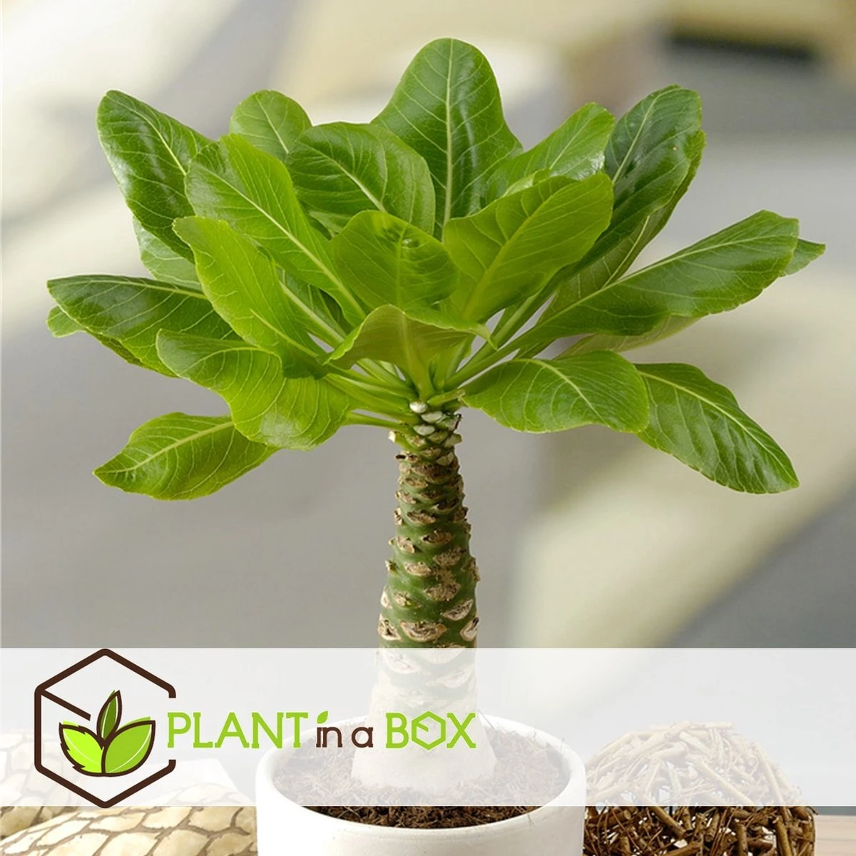 Plant In A Box - Brighamia Insignis - Set Van 2 - Exotische Kamerplant - Pot 12cm - Hoogte 30-40cm - Afbeelding 6