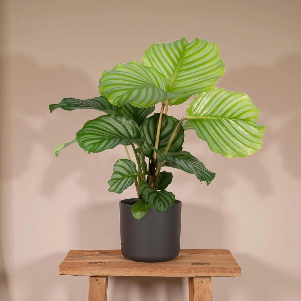 Calathea Orbifolia - 50cm - Afbeelding 2
