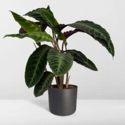 Calathea Warscewiczii 70cm