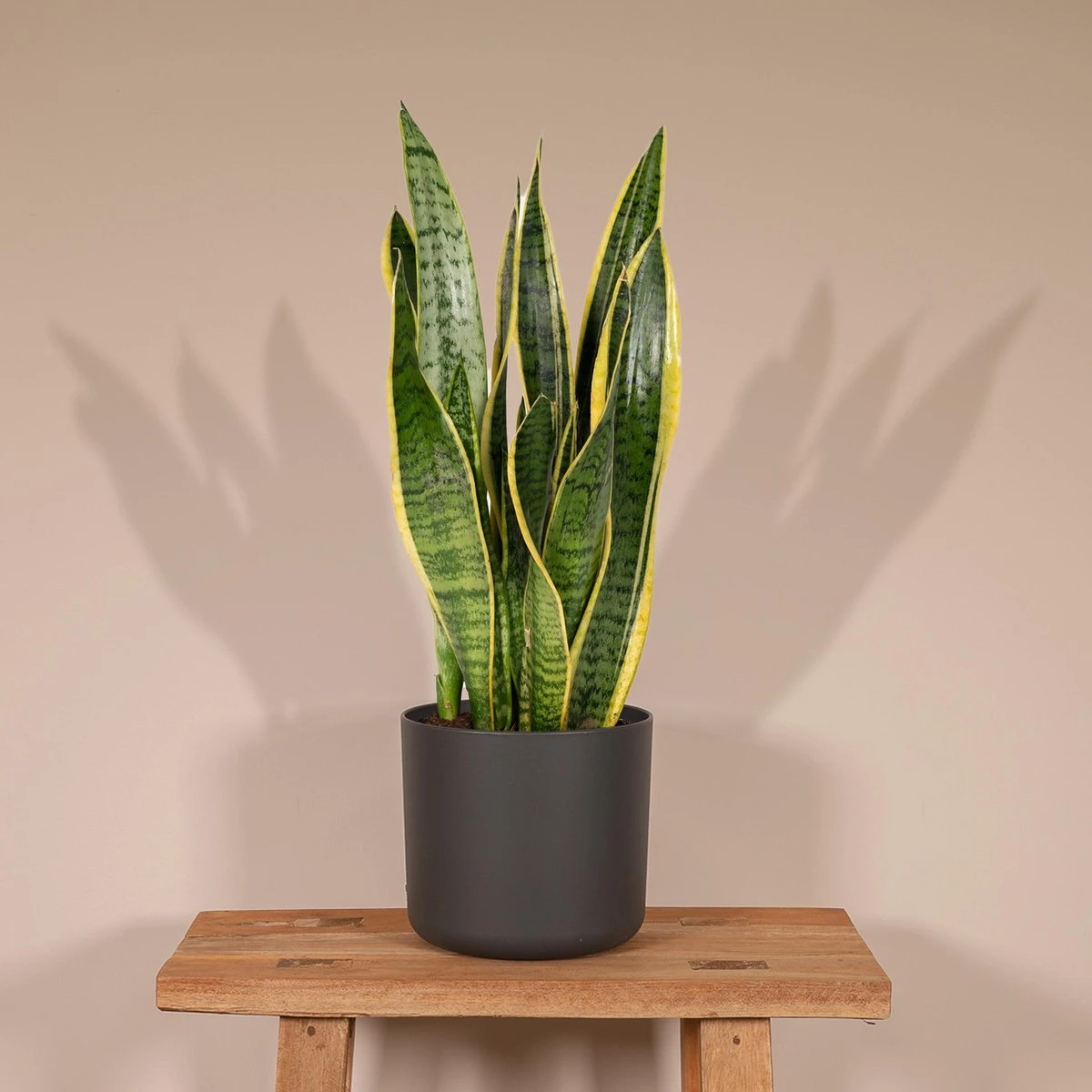 Sansevieria Laurentii - Vrouwentong - 40cm - Afbeelding 2