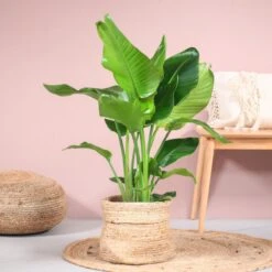 Strelitzia Nicolai | Paradijsvogel | Groene Kamerplant | Potmaat 19cm | Hoogte 90cm | Geleverd In Kwekerspot