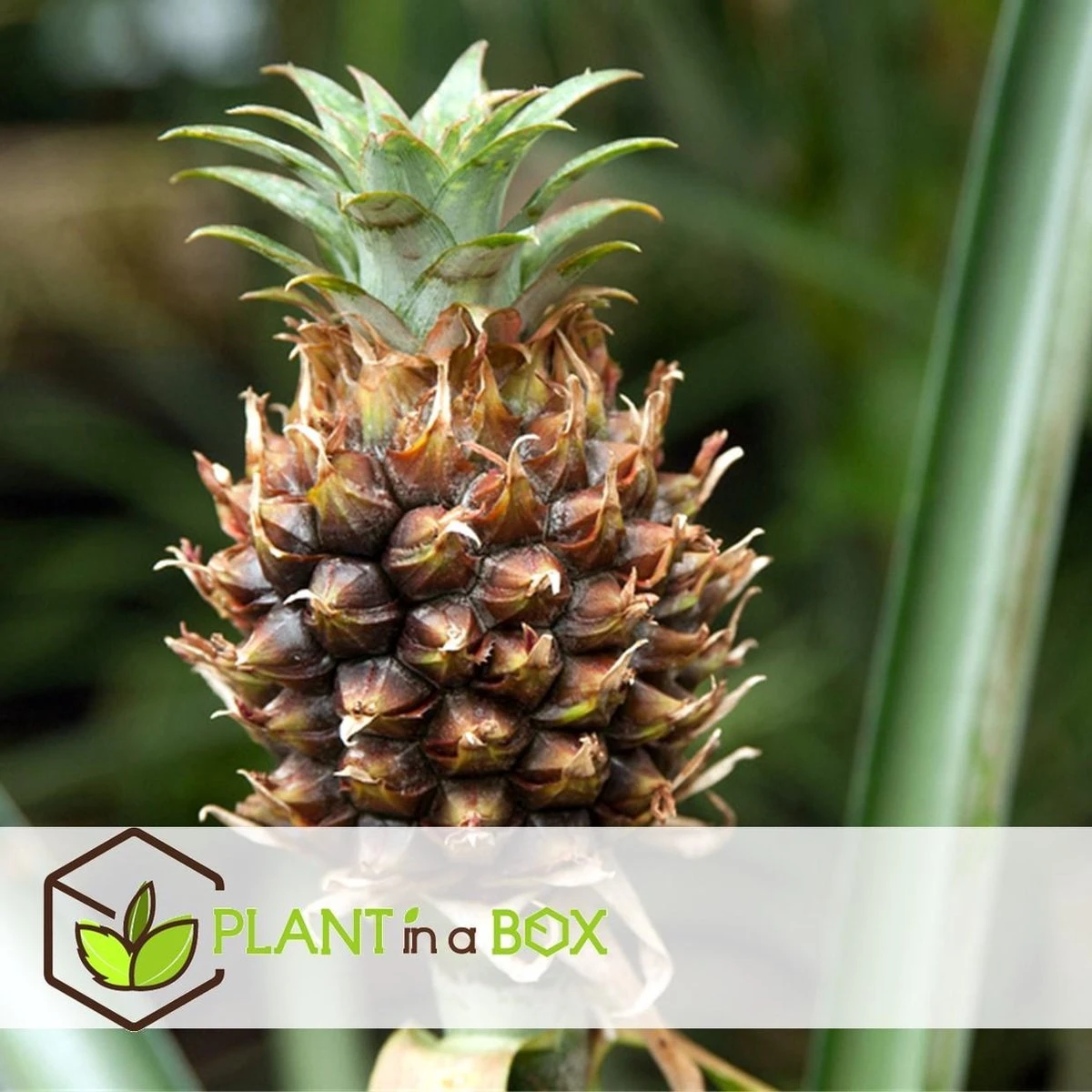 Plant In A Box - Ananasplant Mi Amigo - Kamerplant - Pot 12cm - Hoogte 35-45cm - Afbeelding 2