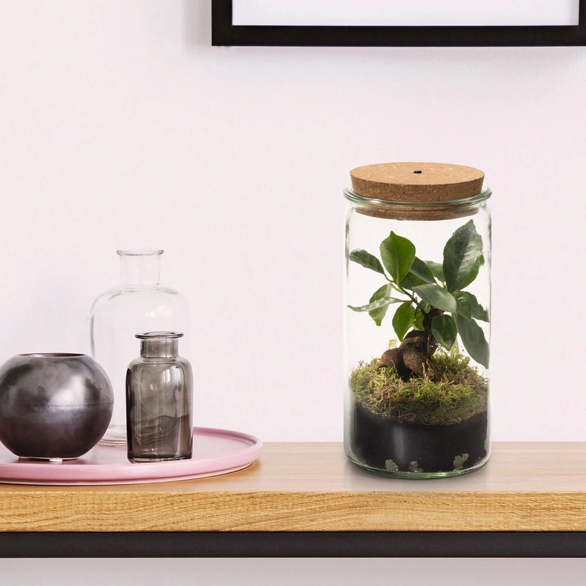 Ecosysteem Plant Met Lamp -Ecoworld Weck Glas Met Lamp + 1 Mini Bonsai Ficus Ginseng - Ø10,5 Cm - Hoogte 21 Cm - Afbeelding 2