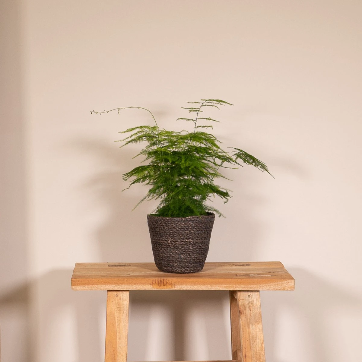 Asparagus Plumosus - Sierasperge - 35cm - Afbeelding 2