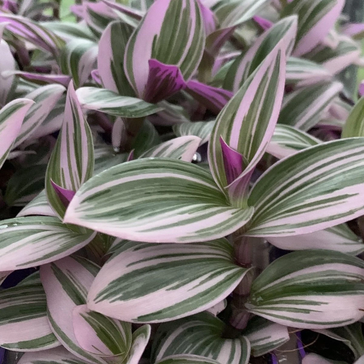 Merkloos Tradescantia Nanouk - Roze Groene Bladeren - Makkelijke Kamerplant - Afbeelding 4