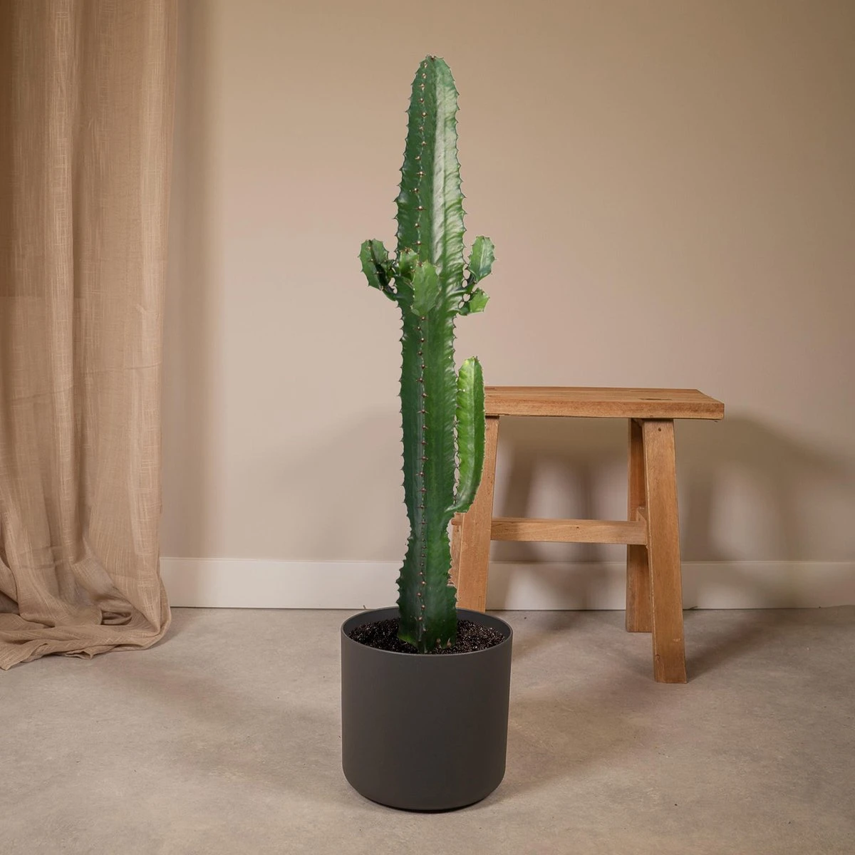 Euphorbia Acrurensis - Cactus - 50cm - Afbeelding 2