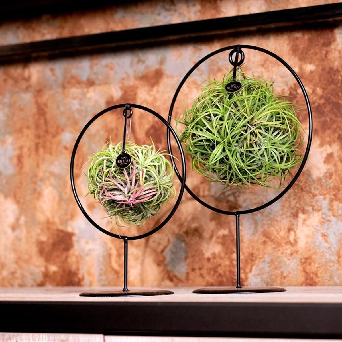 Deco Frame Rond Met Tillandsia Airplant Bol (S) - Afbeelding 3
