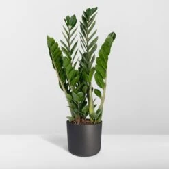 Zamioculcas Zamiifolia - Emerald Palm - 50cm