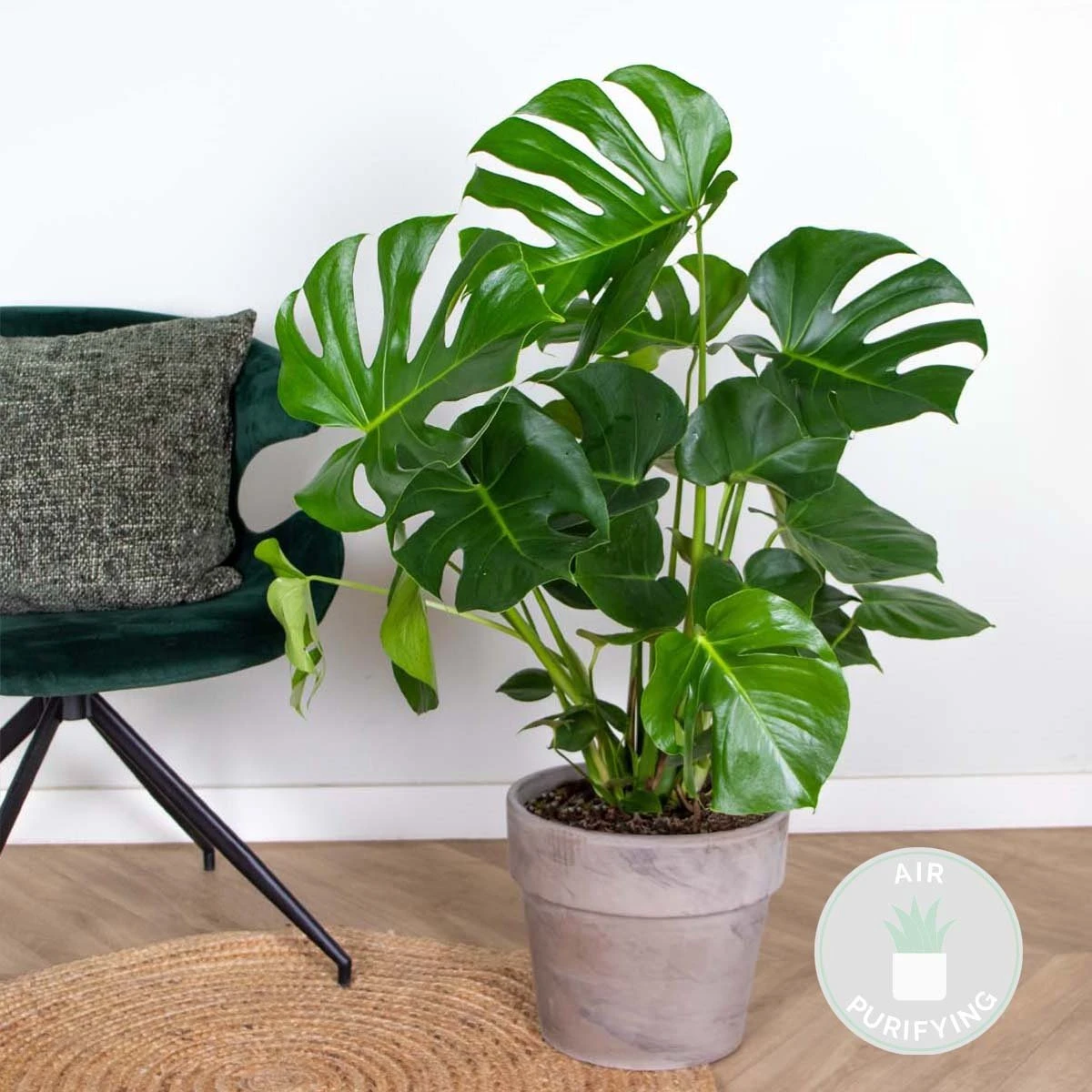 Monstera Deliciosa - Gatenplant - Kamerplant - Luchtzuiverend - ⌀21 Cm - 70-80 Cm - Afbeelding 2