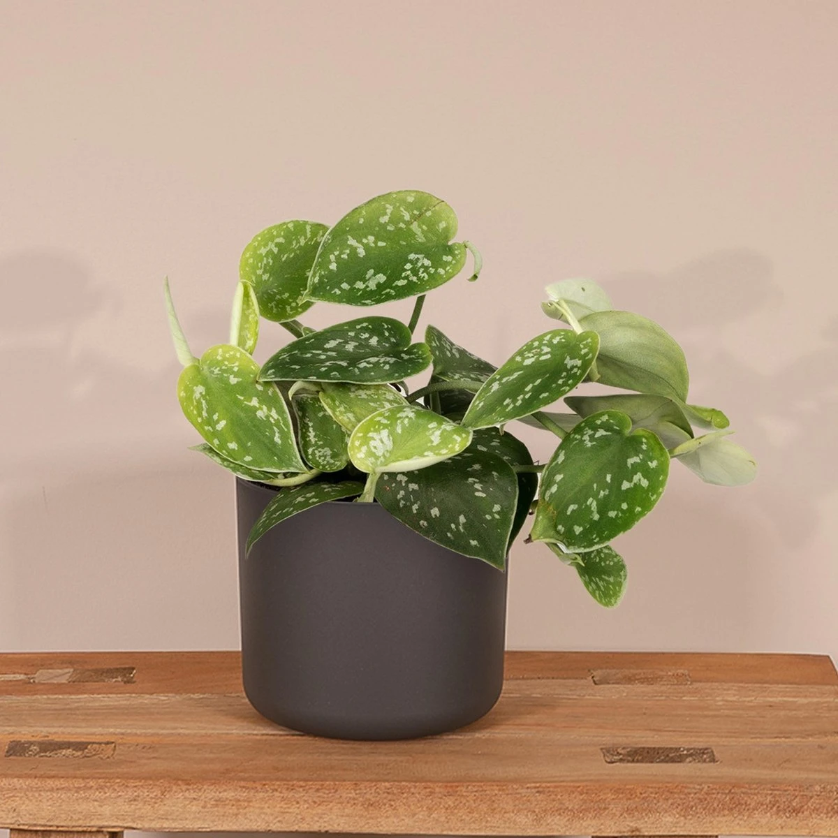 Scindapsus Pictus - Epipremnum - 15cm - Afbeelding 2