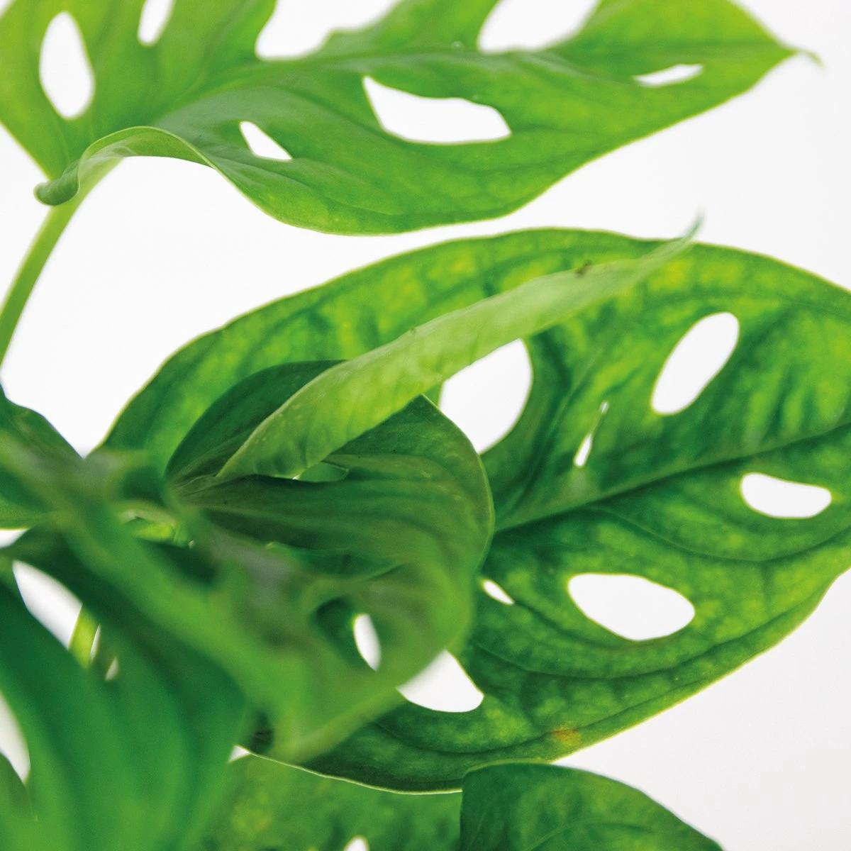 Monstera Adansonii 'Monkey Leaf' - Gatenplant - Kamerplant - Luchtzuiverend - ⌀12 Cm - 20-25 Cm - Afbeelding 3