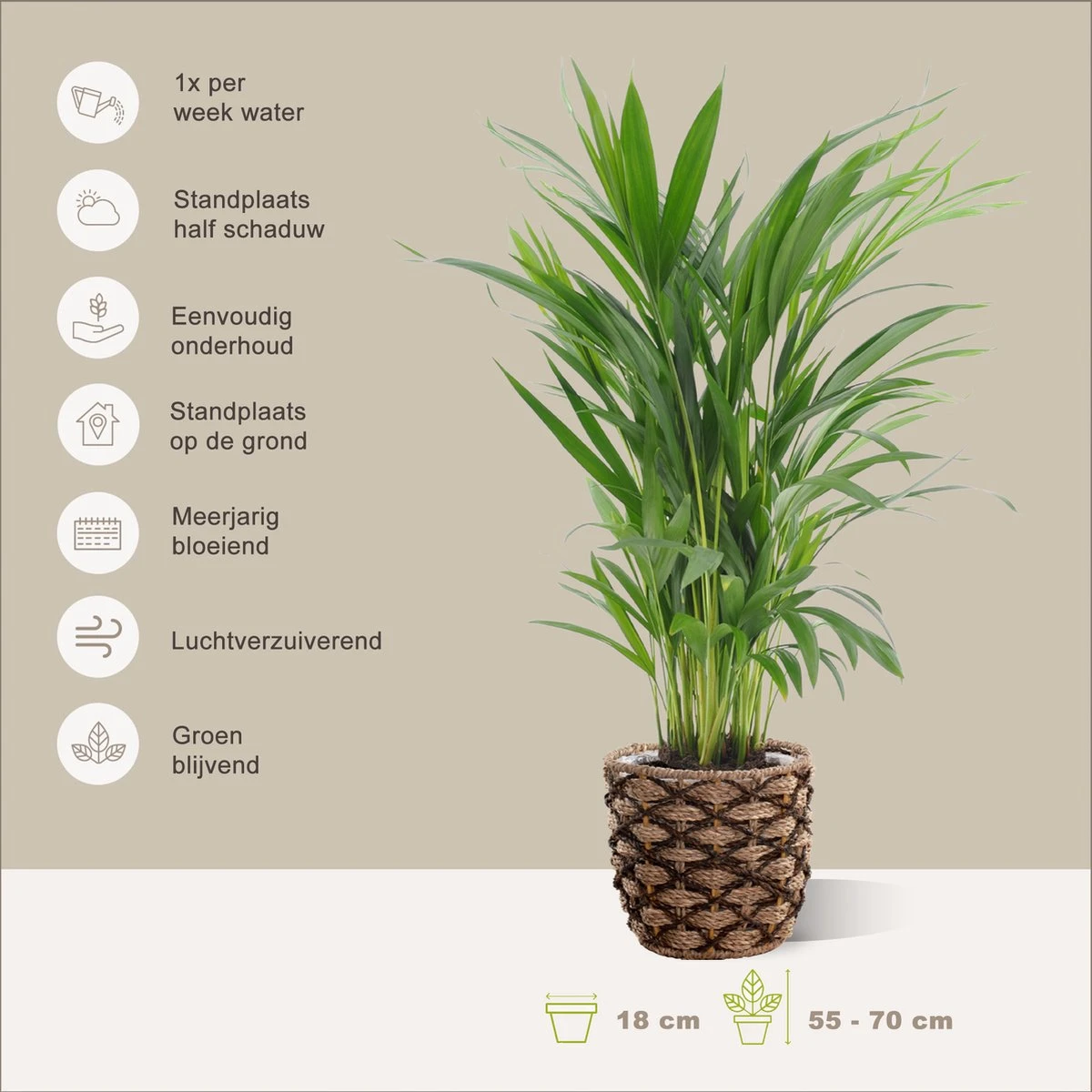 Areca In Siermand Guusje Naturel – Luchtzuiverende Kamerplant – Eenvoudig Te Onderhouden Goudpalm - ↕55-70cm - Ø18 – Geleverd Met Plantenpot – Vers Uit De Kwekerij - Afbeelding 2