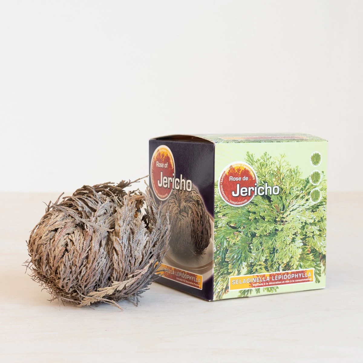 Roos Van Jericho - Afbeelding 3