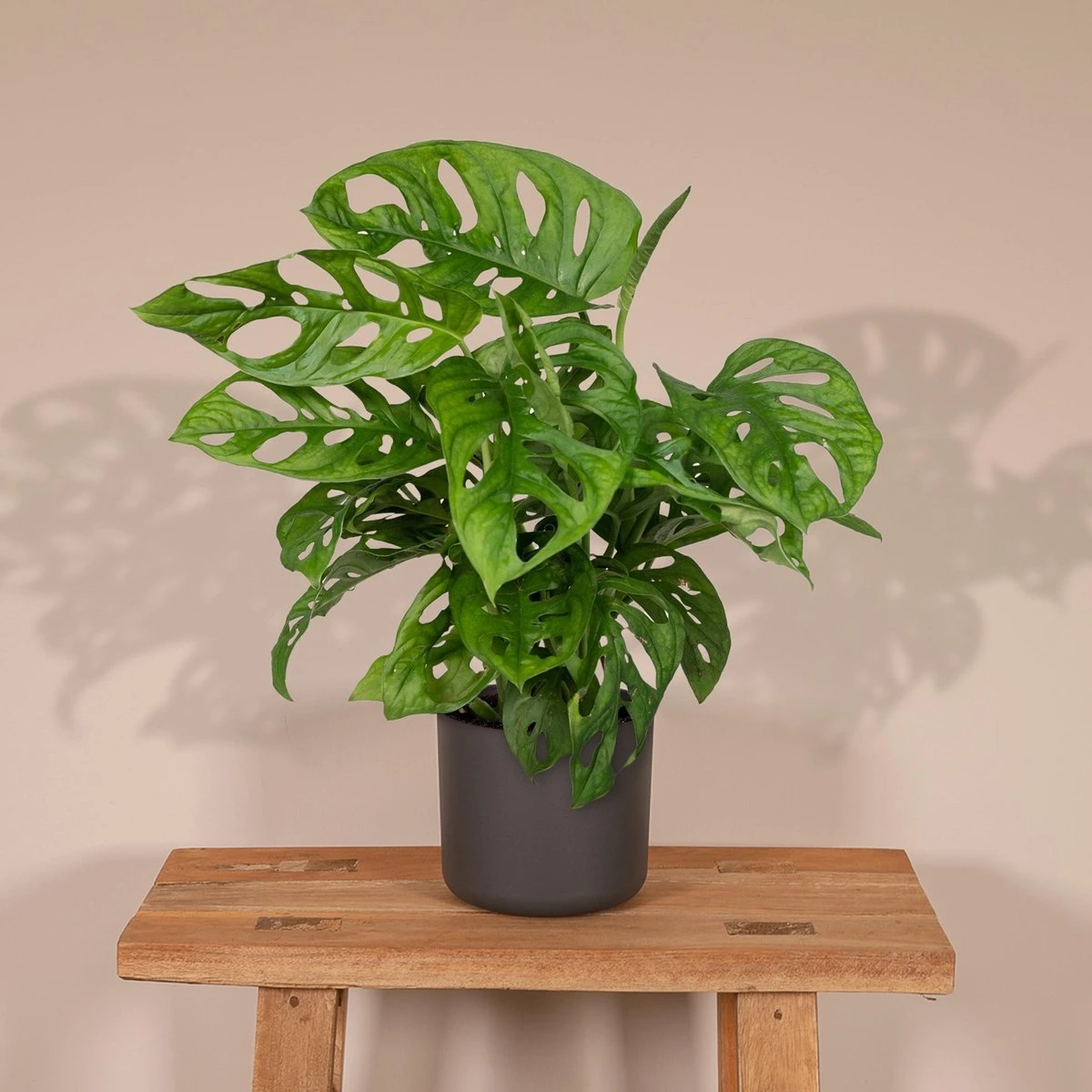 Monstera Monkey Leaf - Gatenplant - 30cm - Ø12 - Afbeelding 2