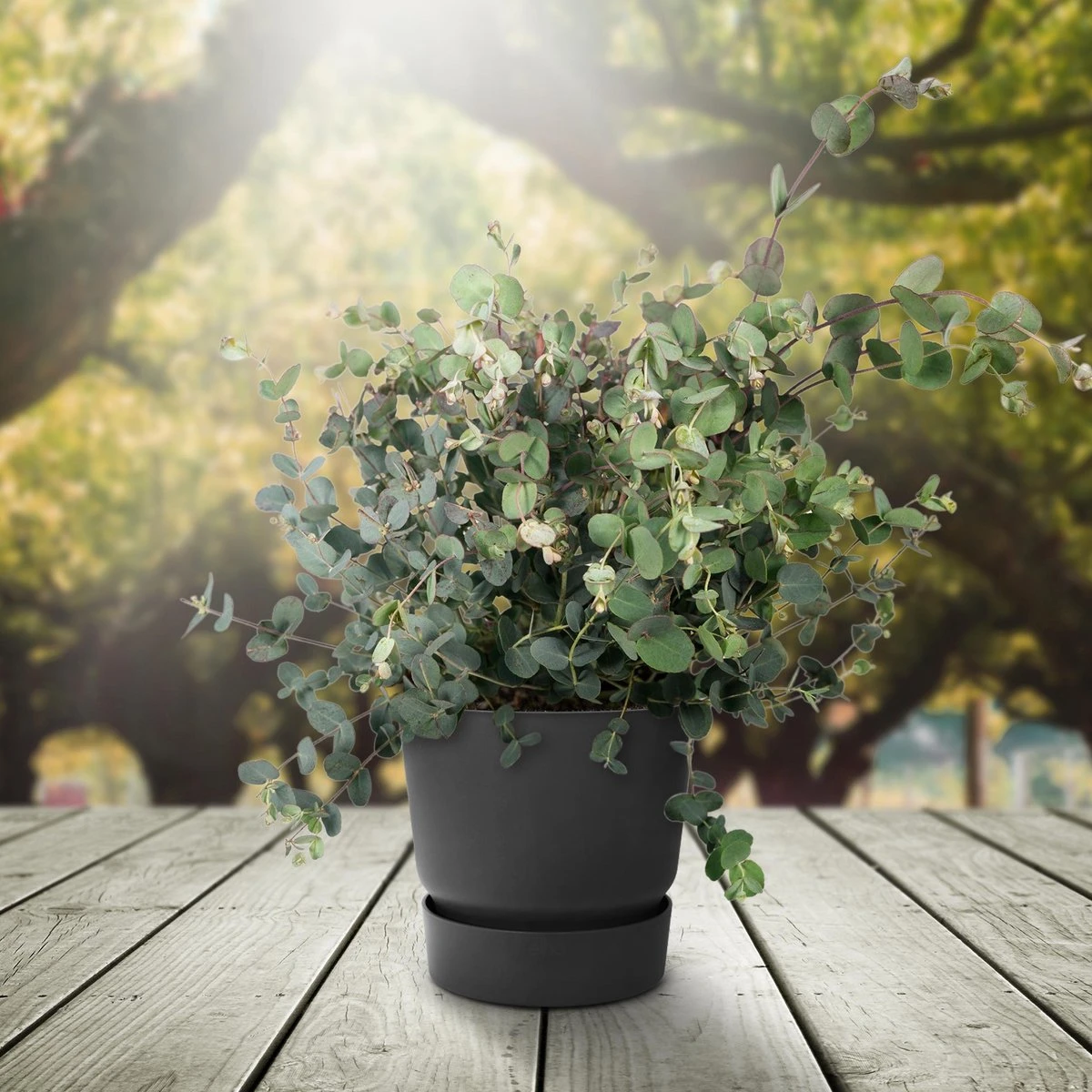 Eucalyptus - 45cm - Ø17 - Afbeelding 2