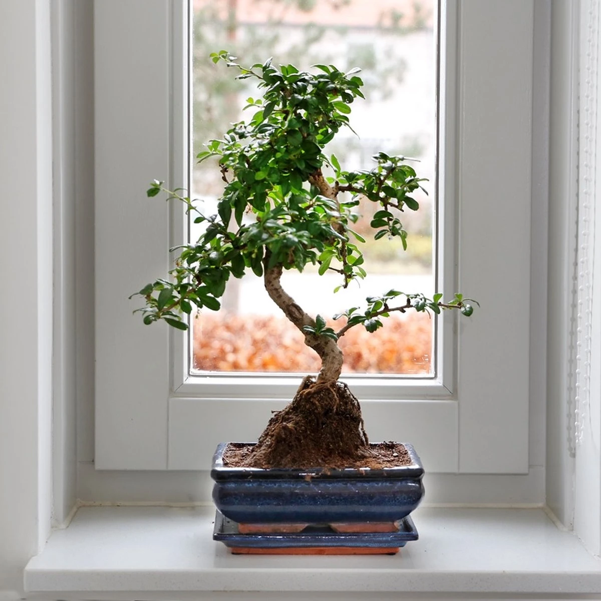Bonsaiworld Bonsai Boompje - 8 Jaar Oud - Hoogte 25-30 Cm + Bonsai Verzorgingsboekje - Afbeelding 7