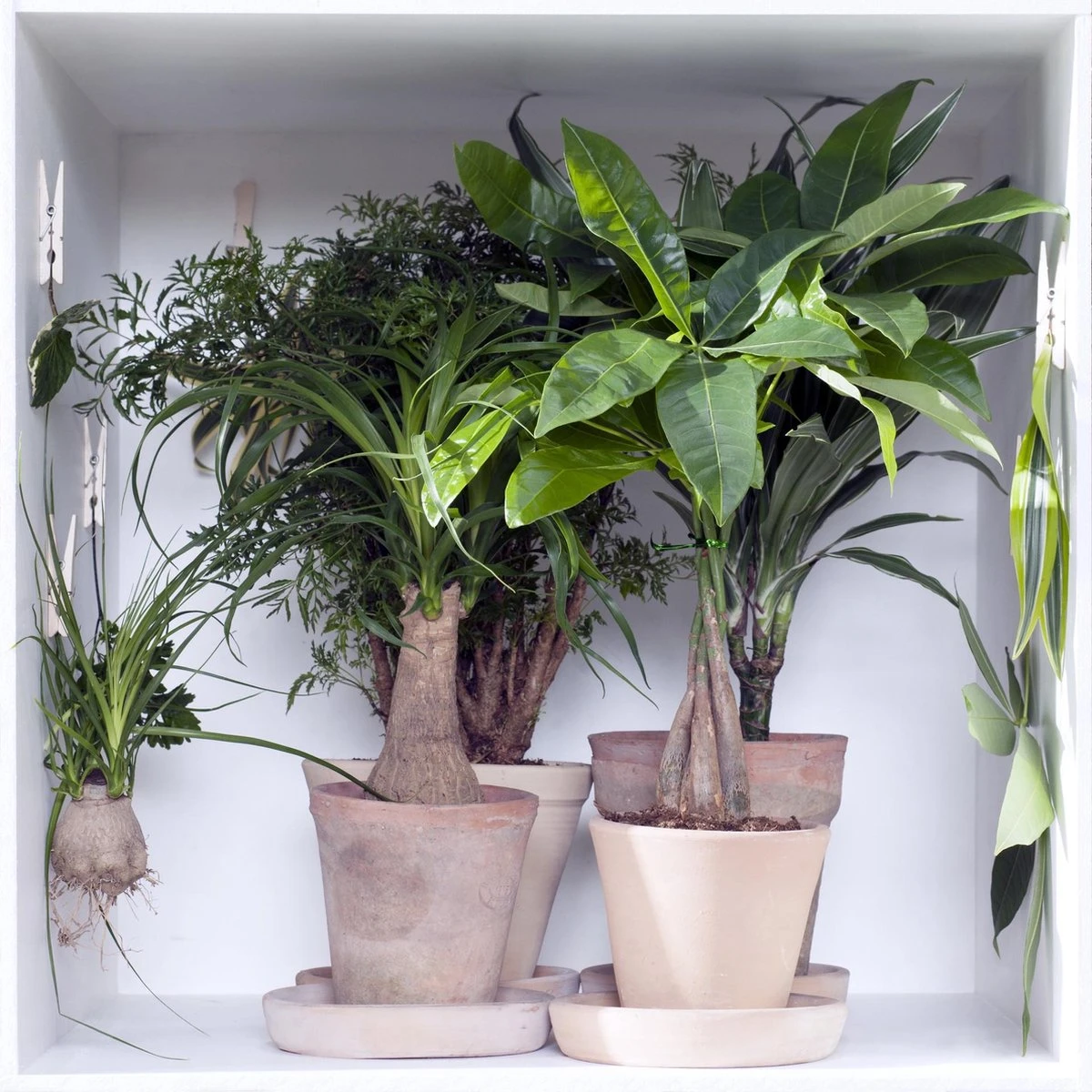 Polyscias 'Fabian Per Stuk | Sterke Tropische Kamerplant In Kwekers Pot ⌀12 Cm - ↕40 Cm - Afbeelding 5