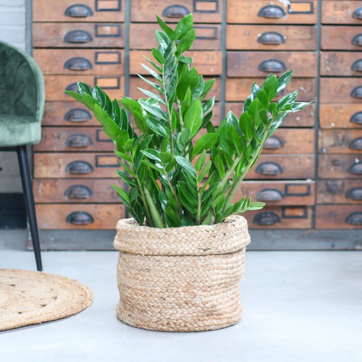 Zamioculcas Zamiifolia | Groene Kamerplant | Palm | Pot 21cm | Hoogte 75 Cm | Geleverd In Kwekerspot - Afbeelding 2