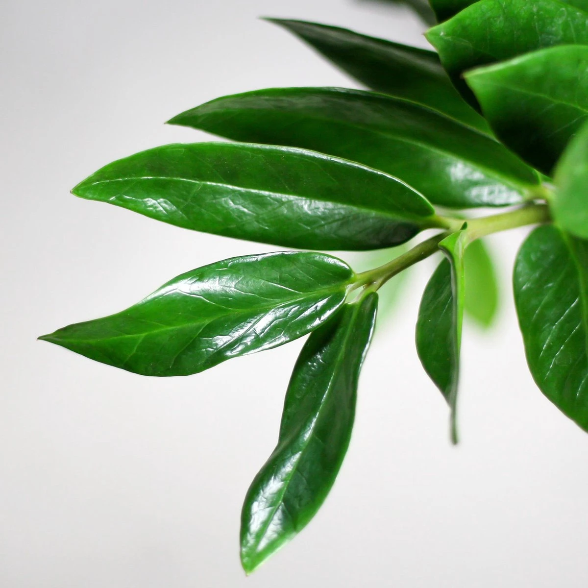 Zamioculcas Zamiifolia | Groene Kamerplant | Palm | Pot 21cm | Hoogte 75 Cm | Geleverd In Kwekerspot - Afbeelding 3