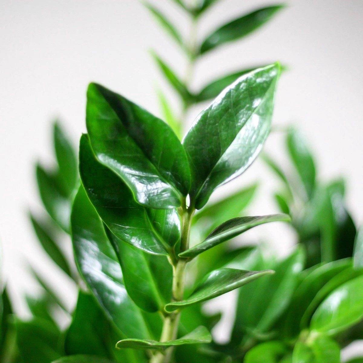 Zamioculcas Zamiifolia | Groene Kamerplant | Palm | Pot 21cm | Hoogte 75 Cm | Geleverd In Kwekerspot - Afbeelding 4