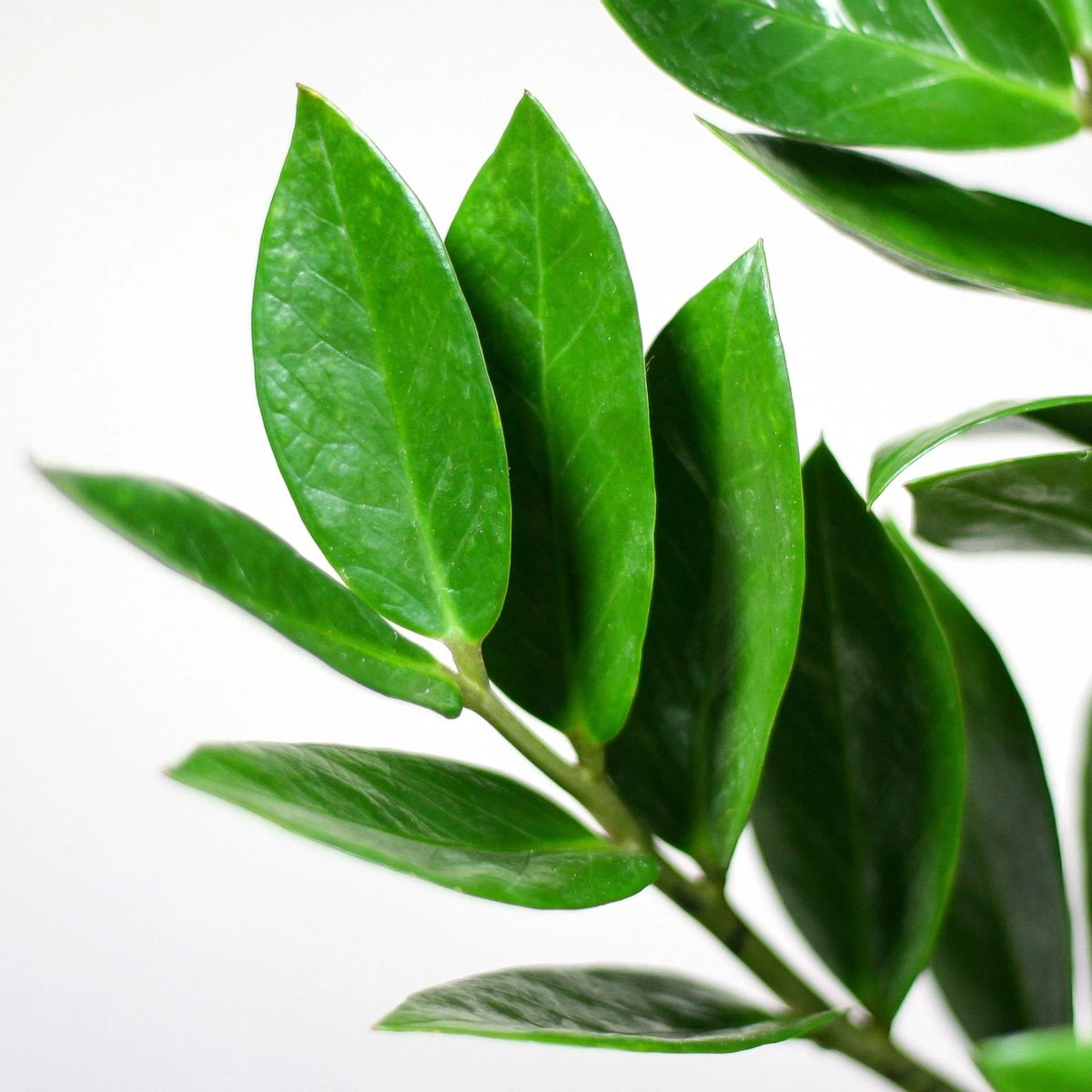 Zamioculcas Zamiifolia | Groene Kamerplant | Palm | Pot 21cm | Hoogte 75 Cm | Geleverd In Kwekerspot - Afbeelding 5