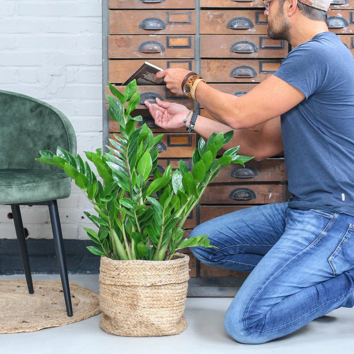 Zamioculcas Zamiifolia | Groene Kamerplant | Palm | Pot 21cm | Hoogte 75 Cm | Geleverd In Kwekerspot - Afbeelding 7