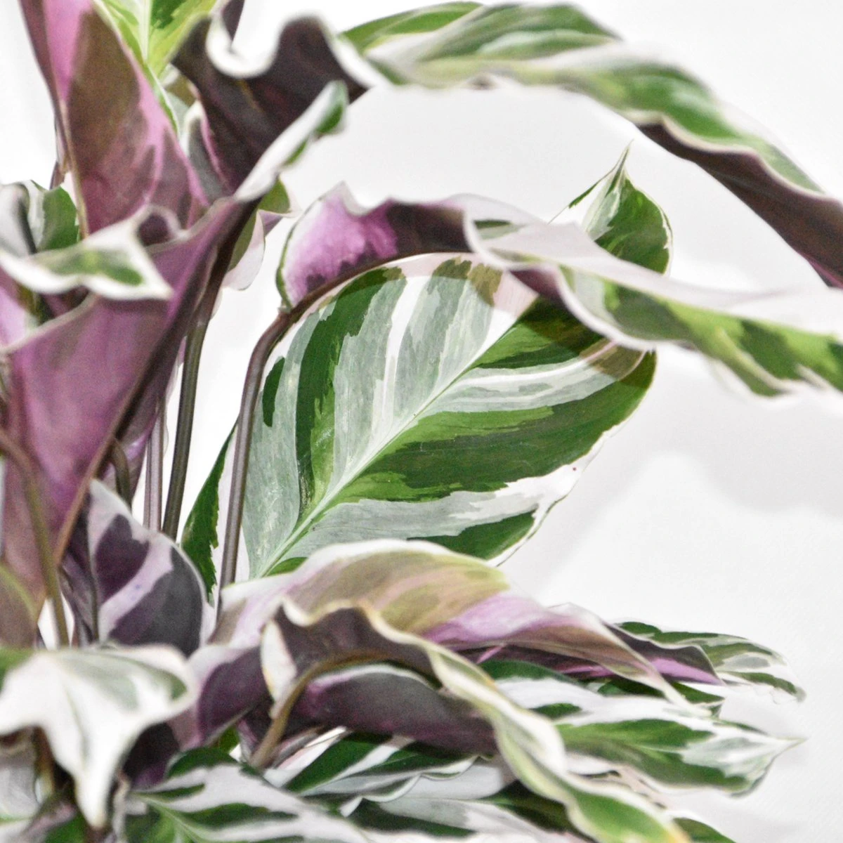 ZynesFlora - Calathea White Fusion - Ø 14 Cm - Hoogte: 35 - 40 Cm - Calathea - Luchtzuiverend - Kamerplant - Afbeelding 3