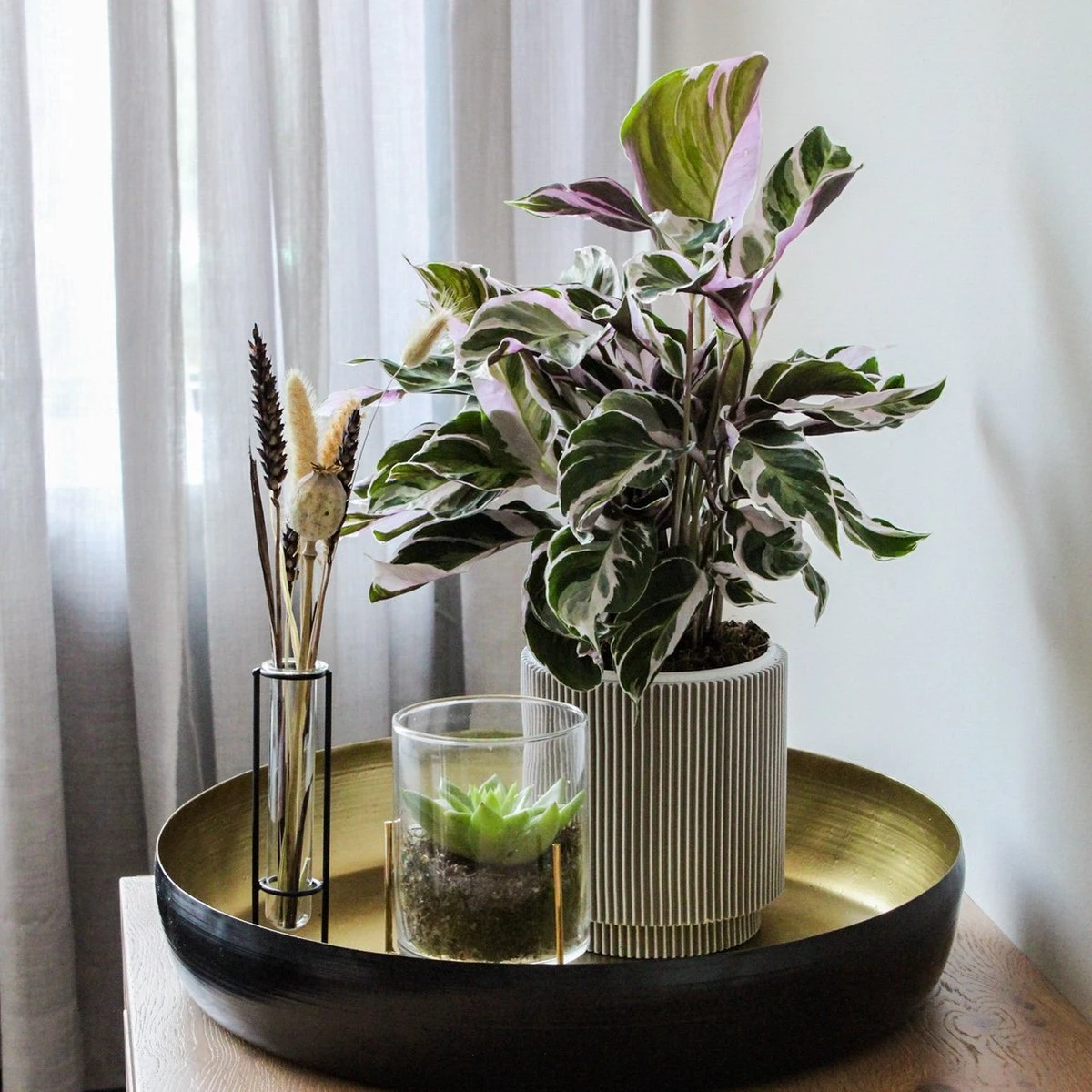 ZynesFlora - Calathea White Fusion - Ø 14 Cm - Hoogte: 35 - 40 Cm - Calathea - Luchtzuiverend - Kamerplant - Afbeelding 4