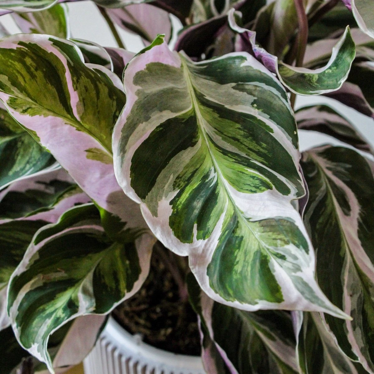 ZynesFlora - Calathea White Fusion - Ø 14 Cm - Hoogte: 35 - 40 Cm - Calathea - Luchtzuiverend - Kamerplant - Afbeelding 5