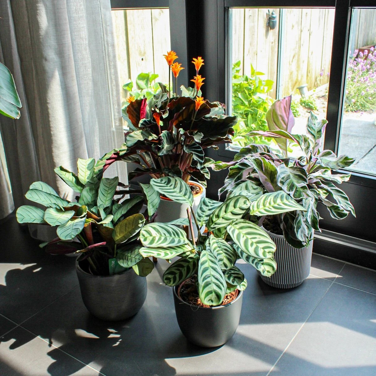 ZynesFlora - Calathea White Fusion - Ø 14 Cm - Hoogte: 35 - 40 Cm - Calathea - Luchtzuiverend - Kamerplant - Afbeelding 6