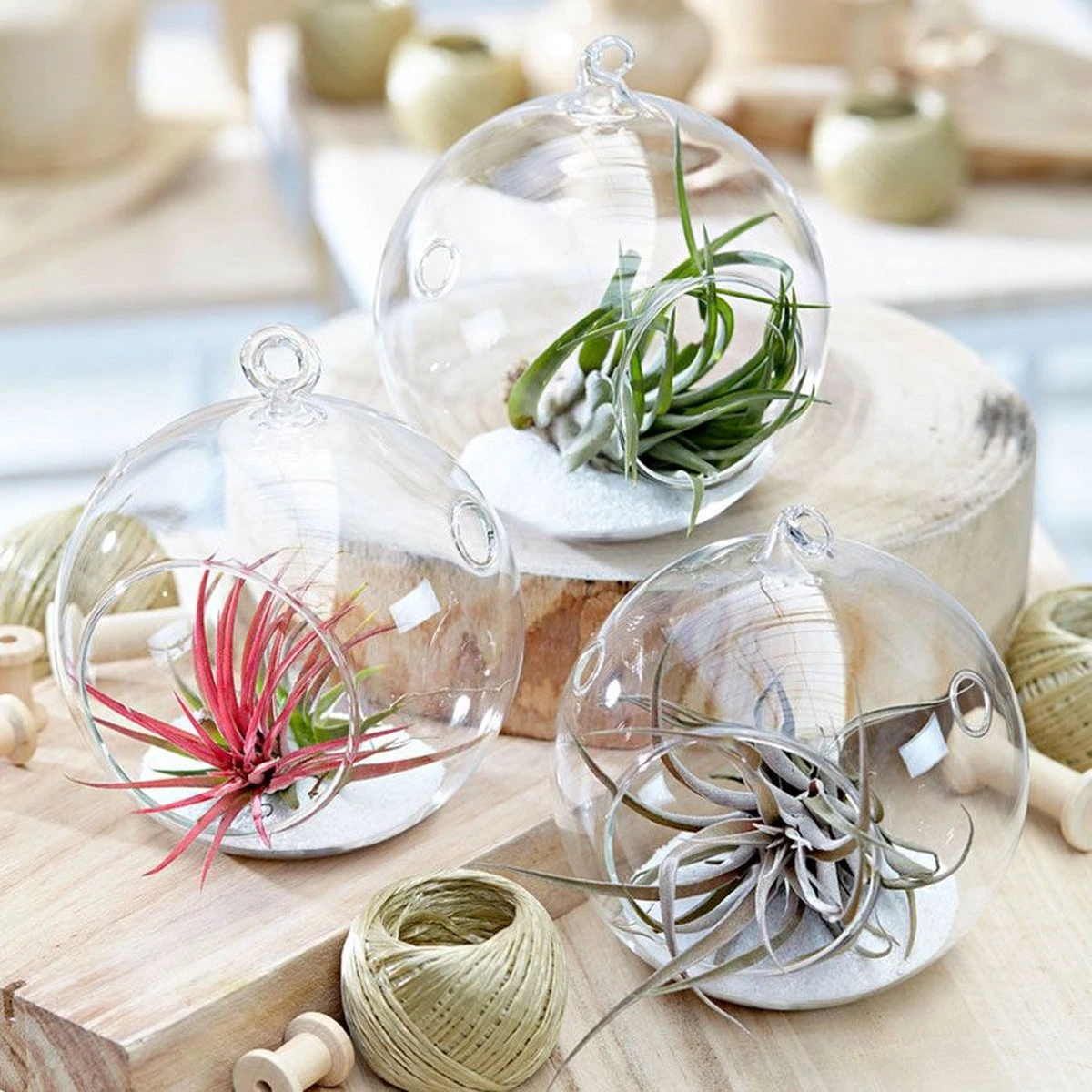 Ecoworld Luchtplantjes Spray - 125 Ml - Spray Voor Tillandsia Luchtplanten - 100% Biologische Airplant Verzorgingspray - Uit Eigen Kwekerij - Afbeelding 2