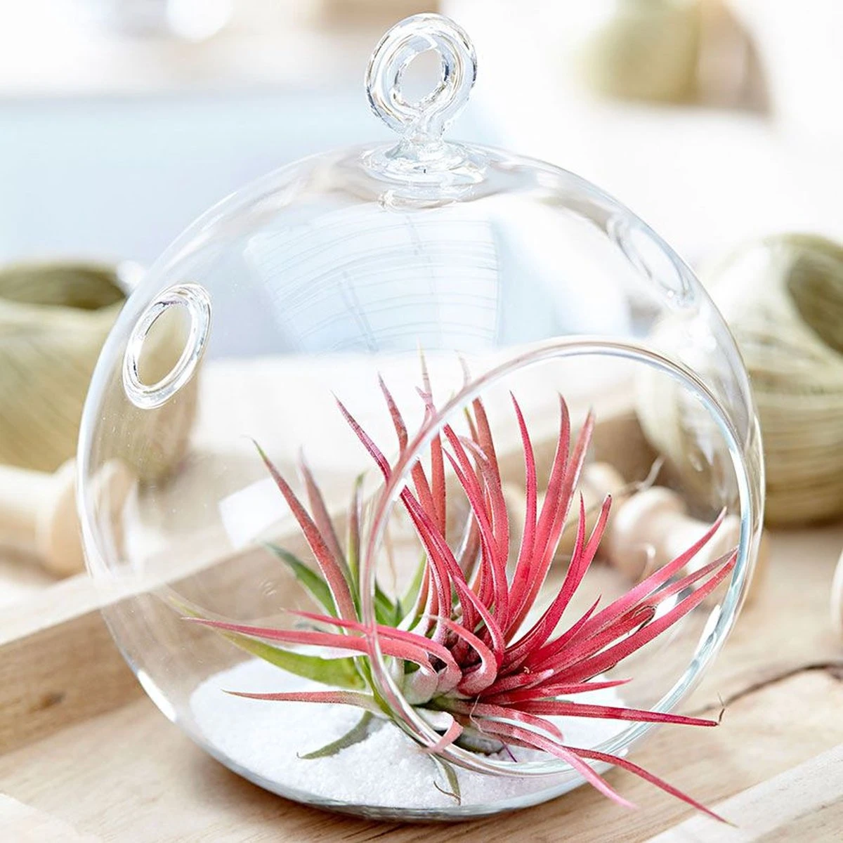 Ecoworld Luchtplantjes Spray - 125 Ml - Spray Voor Tillandsia Luchtplanten - 100% Biologische Airplant Verzorgingspray - Uit Eigen Kwekerij - Afbeelding 4