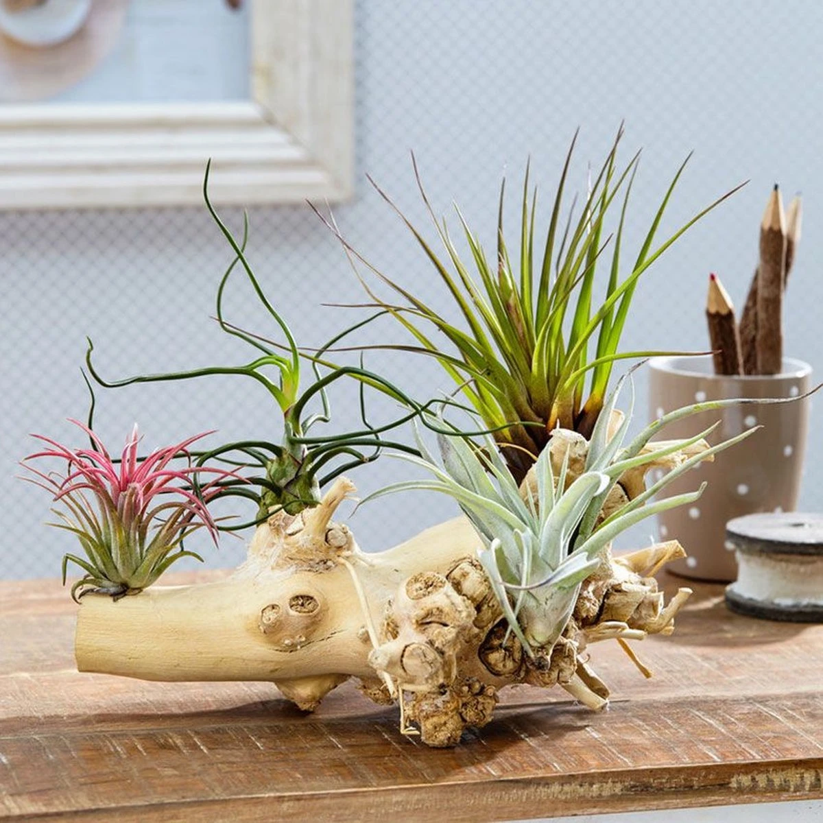 Ecoworld Luchtplantjes Spray - 125 Ml - Spray Voor Tillandsia Luchtplanten - 100% Biologische Airplant Verzorgingspray - Uit Eigen Kwekerij - Afbeelding 5