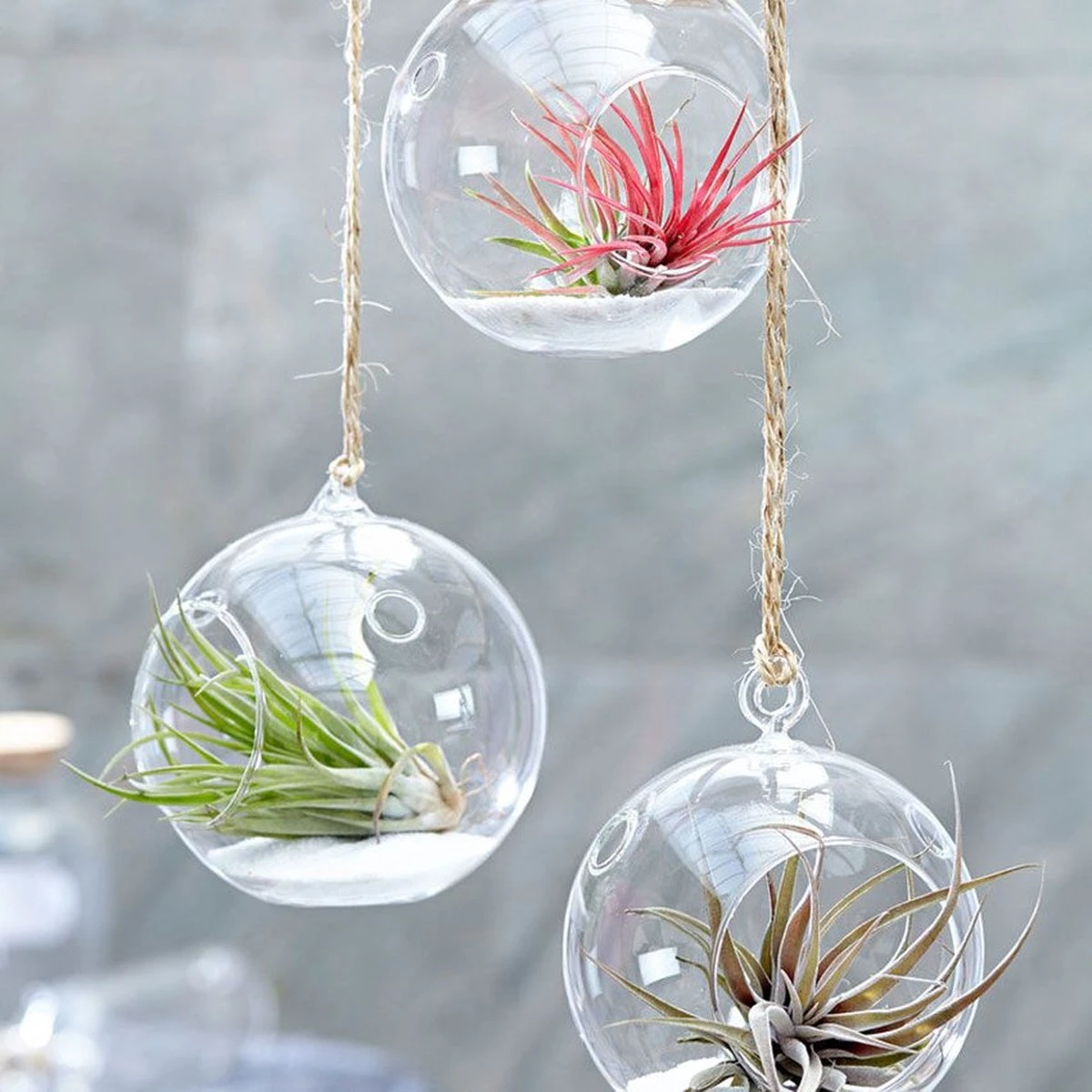 Ecoworld Luchtplantjes Spray - 125 Ml - Spray Voor Tillandsia Luchtplanten - 100% Biologische Airplant Verzorgingspray - Uit Eigen Kwekerij - Afbeelding 6