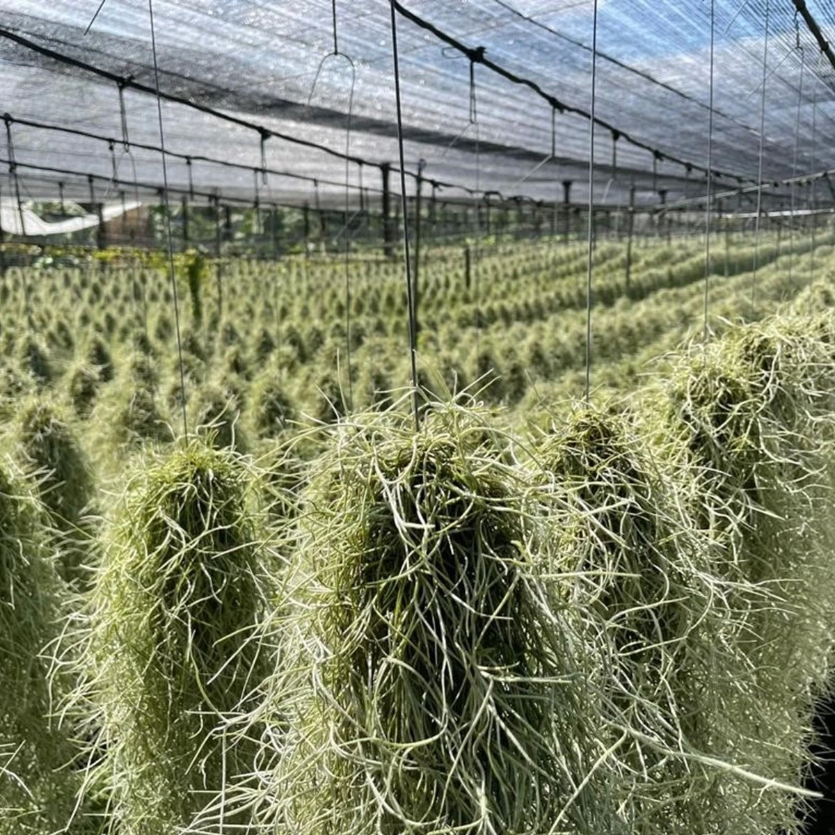 Ecoworld Luchtplantjes Spray - 125 Ml - Spray Voor Tillandsia Luchtplanten - 100% Biologische Airplant Verzorgingspray - Uit Eigen Kwekerij - Afbeelding 7