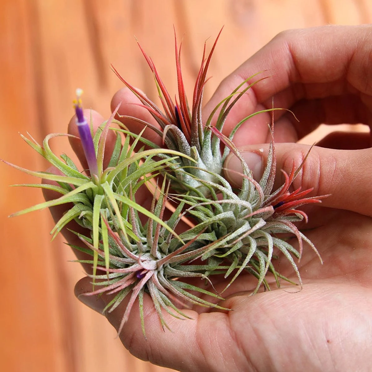 Ecoworld Luchtplantjes Spray - 125 Ml - Spray Voor Tillandsia Luchtplanten - 100% Biologische Airplant Verzorgingspray - Uit Eigen Kwekerij - Afbeelding 8