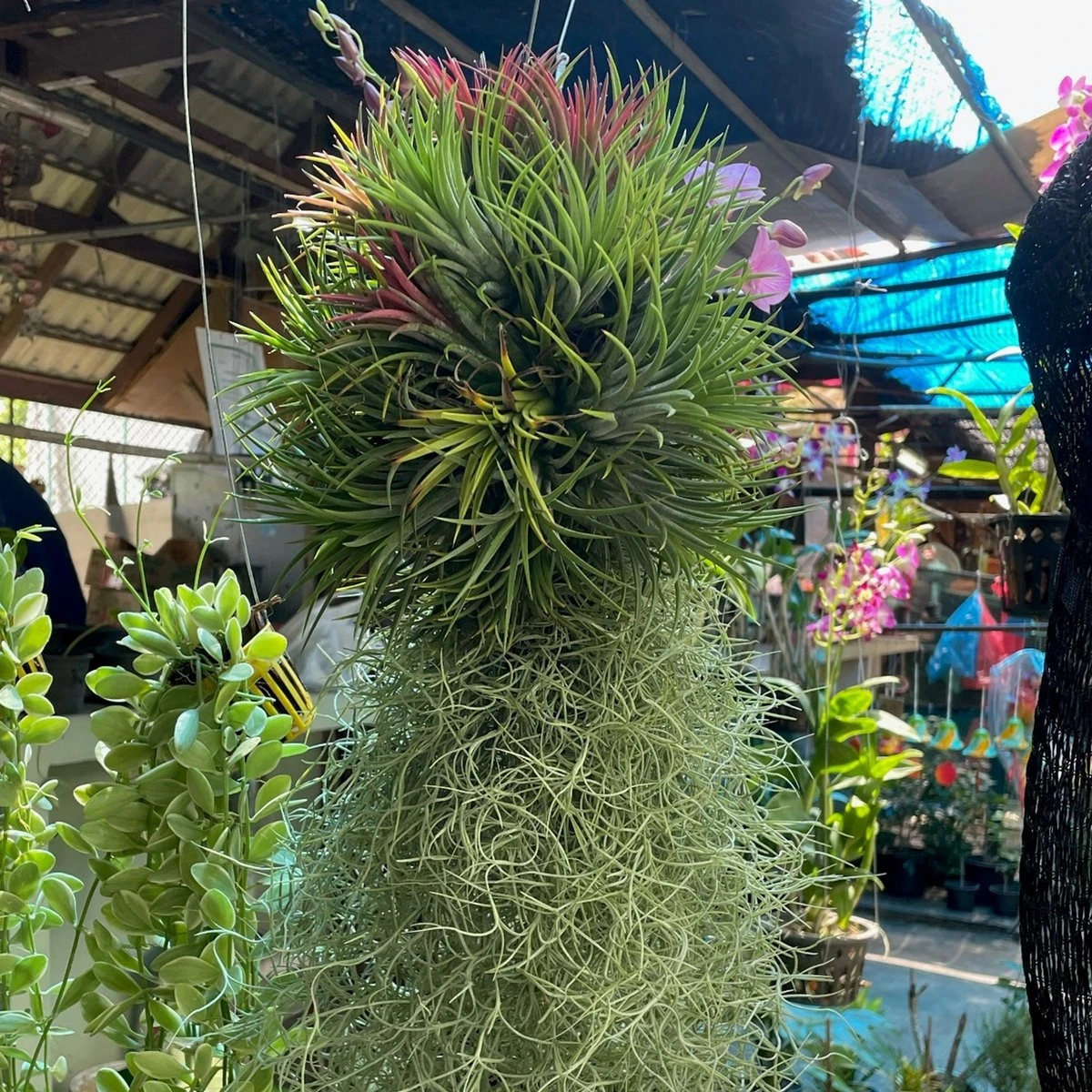 Ecoworld Luchtplantjes Spray - 125 Ml - Spray Voor Tillandsia Luchtplanten - 100% Biologische Airplant Verzorgingspray - Uit Eigen Kwekerij - Afbeelding 9