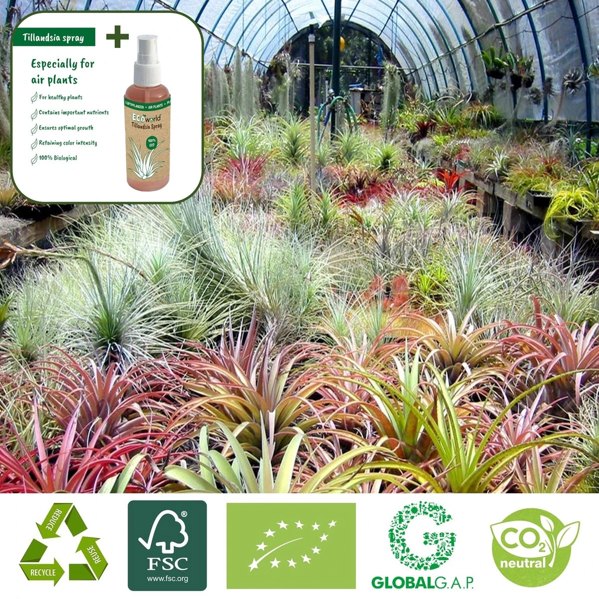 Ecoworld Luchtplantjes Spray - 125 Ml - Spray Voor Tillandsia Luchtplanten - 100% Biologische Airplant Verzorgingspray - Uit Eigen Kwekerij - Afbeelding 10