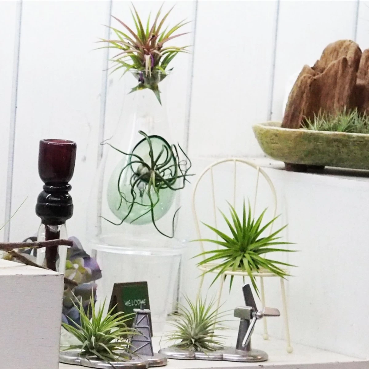 Ecoworld Luchtplantjes Spray - 125 Ml - Spray Voor Tillandsia Luchtplanten - 100% Biologische Airplant Verzorgingspray - Uit Eigen Kwekerij - Afbeelding 12