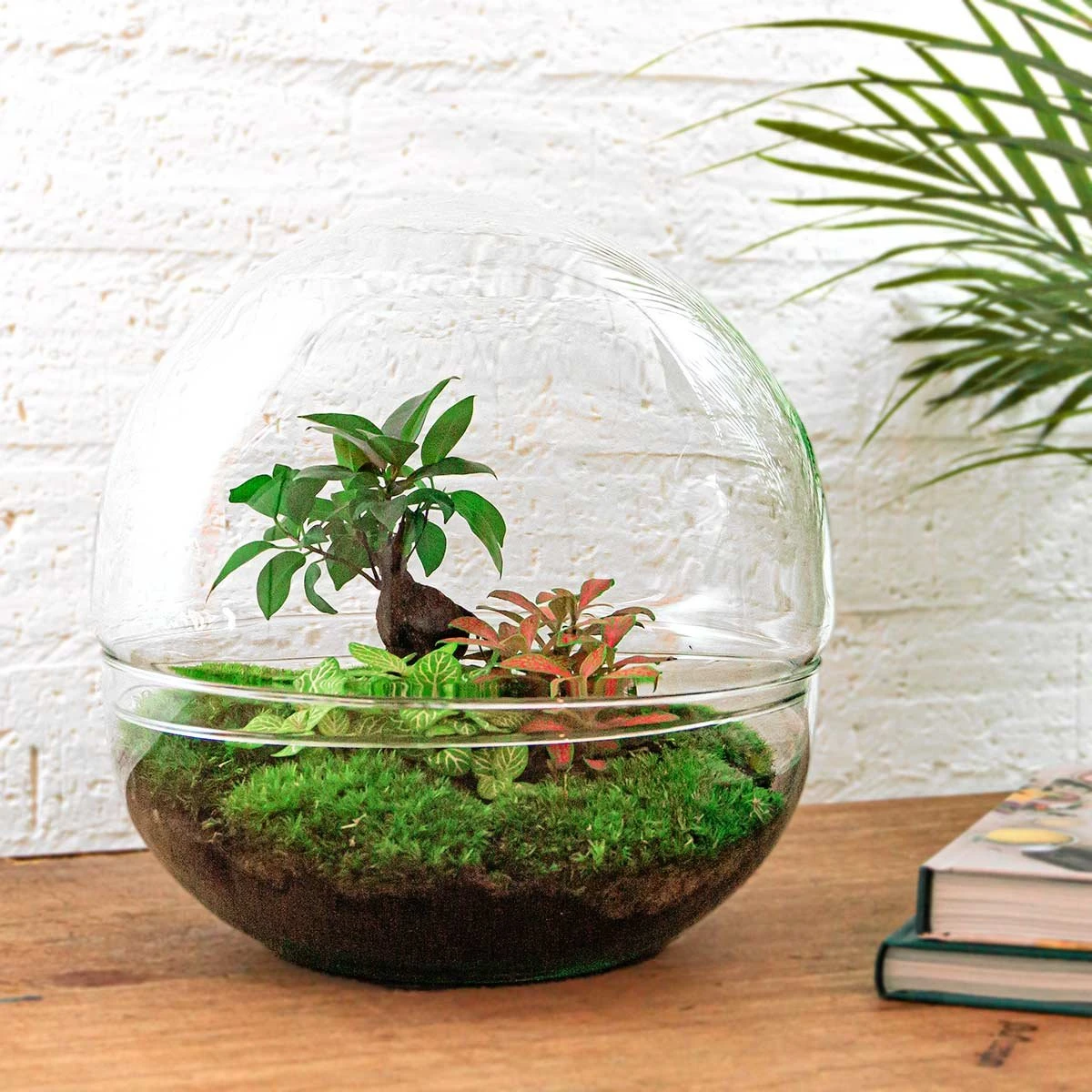 Terrarium - Dome XL Bonsai - ↑ 30 Cm - Ecosysteem Plant - Kamerplanten - DIY Planten Terrarium - Mini Ecosysteem - Afbeelding 2