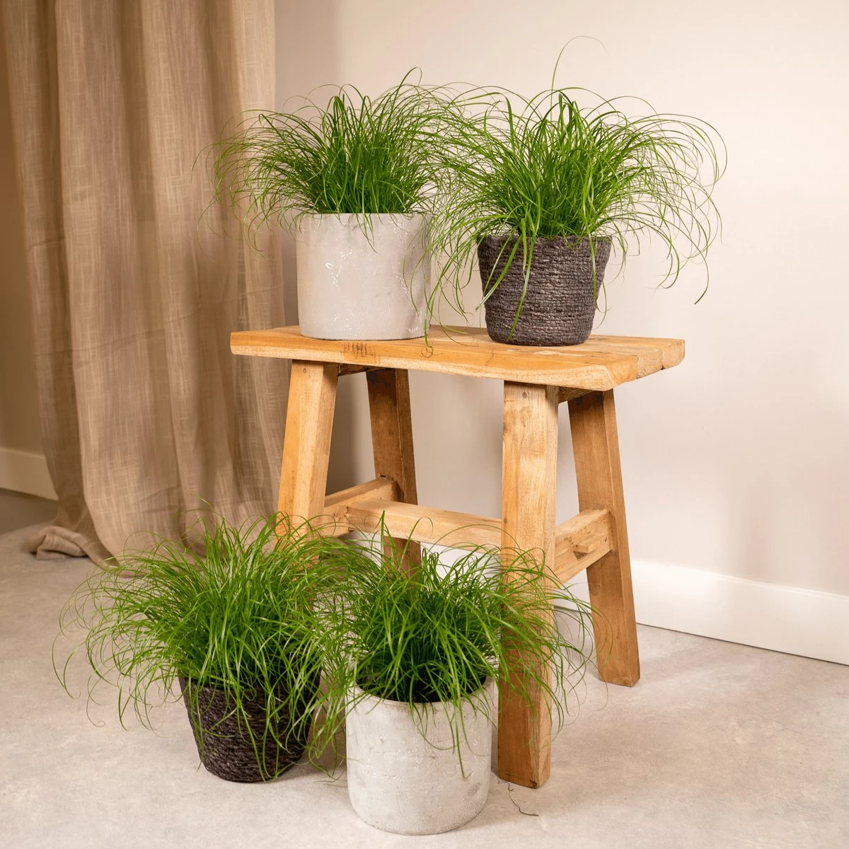 4x Cyperus Alternifolius - Kattengras - 20cm - Afbeelding 2