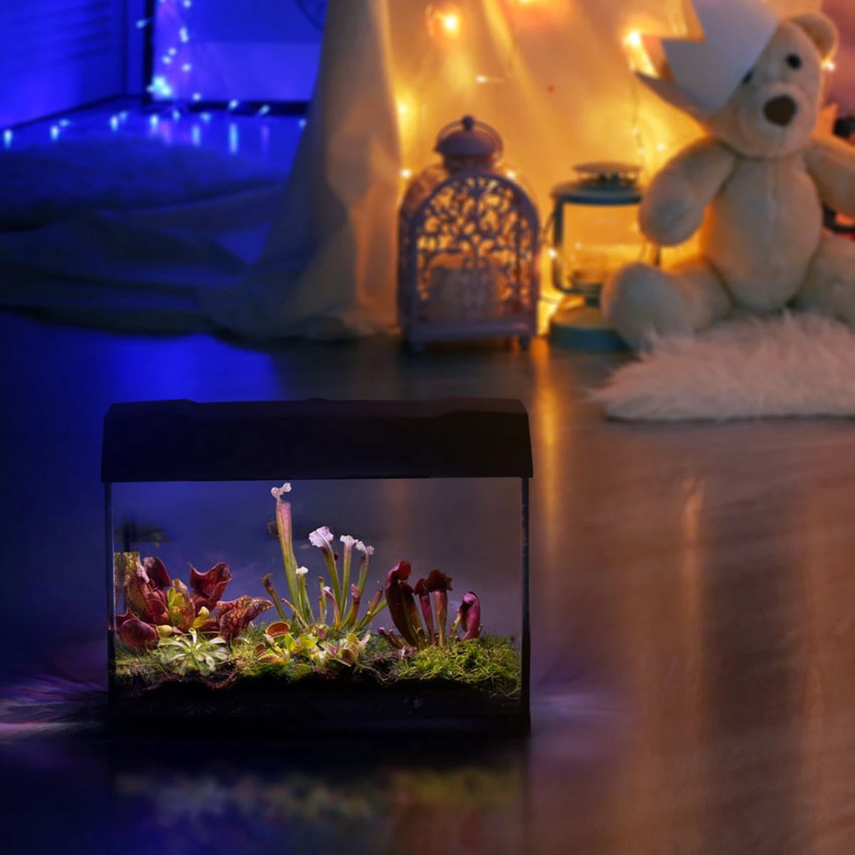 Swampworld Terrarium XL Met Lamp - Vleesetende Planten Terrarium - 5 Verschillende Vleesetende Plant Soorten - L39xB21xH31 Cm - Afbeelding 6