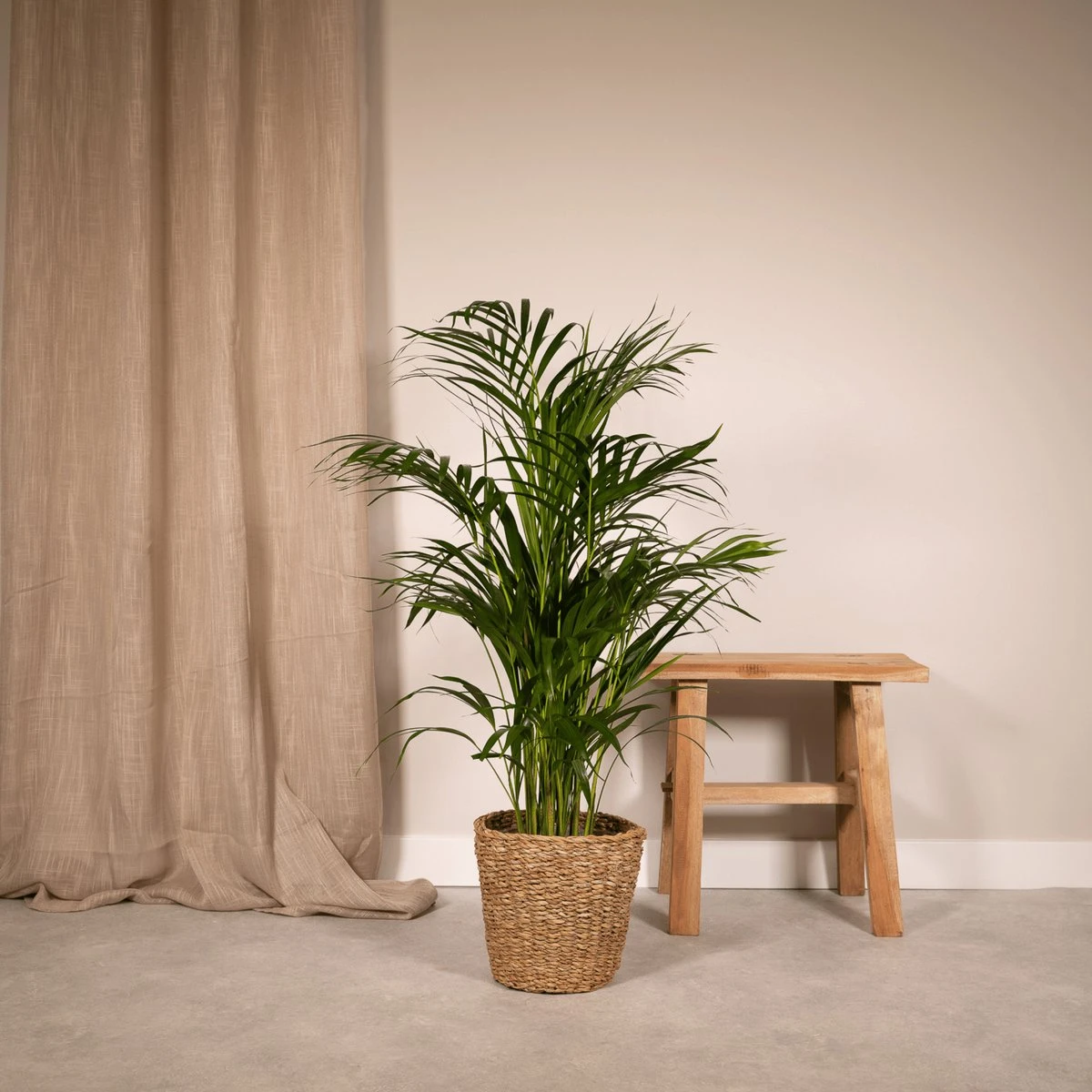Areca Palm - Goudpalm/Dypsis Lutescens - 85cm Hoog, 19Ø - - Zonder Mand - Afbeelding 4