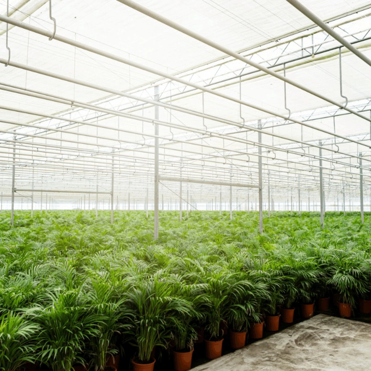 Areca Palm - Goudpalm/Dypsis Lutescens - 85cm Hoog, 19Ø - - Zonder Mand - Afbeelding 5