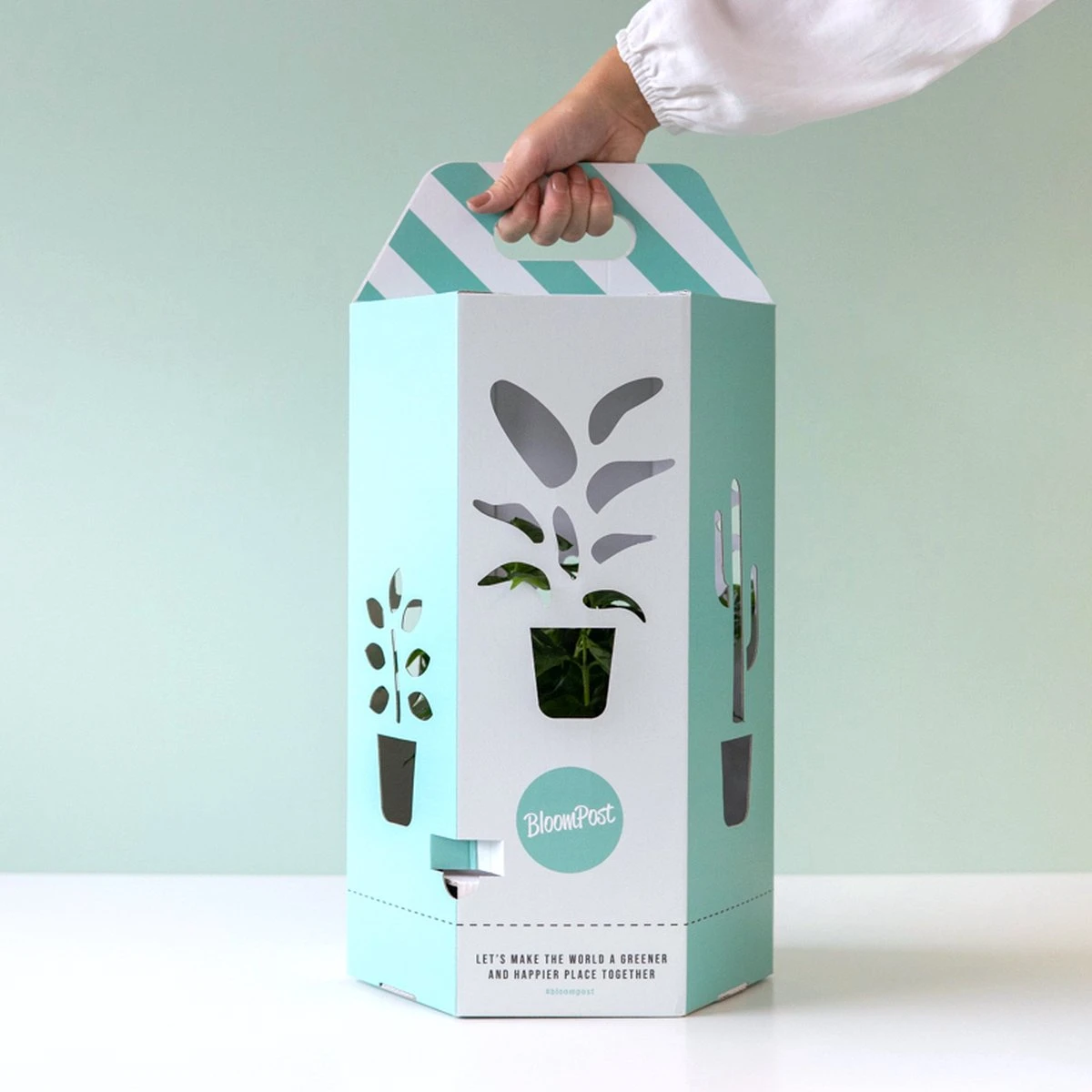 Glaasje Geluk | Echeveria Miranda | In Glas Arrangement | Planten | Bloompost - Afbeelding 2